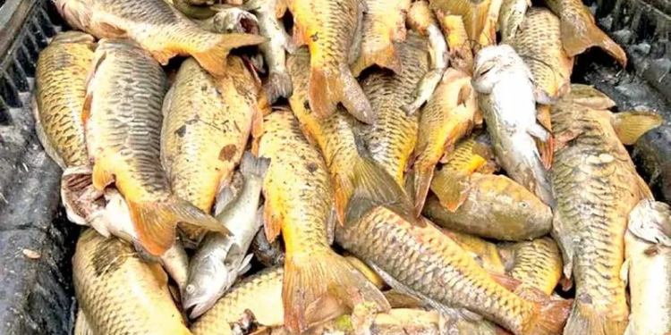 Sonora: tras muerte masiva de peces en Río Yaqui, pobladores piden investigar posible contaminación minerae