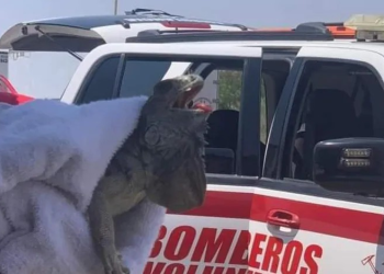 Salvan a una Iguana Deambulando Bajo el Extremo Calor en los Límites de Sonora y Mexicali