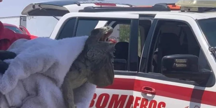 Salvan a una Iguana Deambulando Bajo el Extremo Calor en los Límites de Sonora y Mexicali