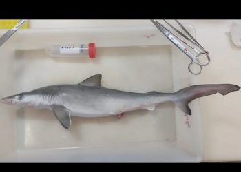 Lo que faltaba: tiburones brasileños dan positivo a consumo de cocaína