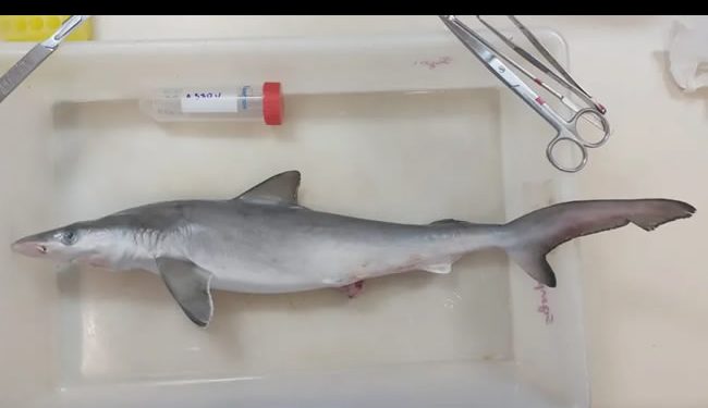 Lo que faltaba: tiburones brasileños dan positivo a consumo de cocaína