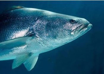 De la piscifactoría al mar: la regeneración de la totoaba, el pez ‘tesoro’ de México