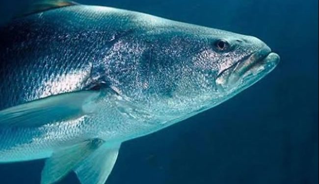 De la piscifactoría al mar: la regeneración de la totoaba, el pez ‘tesoro’ de México