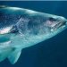 De la piscifactoría al mar: la regeneración de la totoaba, el pez ‘tesoro’ de México