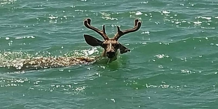 Captan a un venado nadando en las playas de Sonora