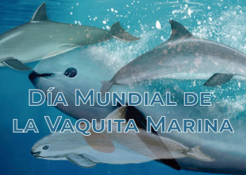 Día Mundial de la Vaquita Marina