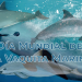 Día Mundial de la Vaquita Marina