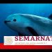 ¿Qué leyes protegen a la vaquita marina en México?