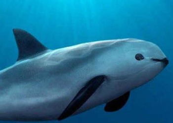 Día Internacional de la Vaquita Marina