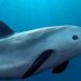 Día Internacional de la Vaquita Marina