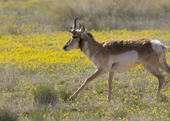 Comité insta a Estados Unidos y México a proteger el sitio del Patrimonio Mundial de la UNESCO de los daños causados por el muro fronterizo