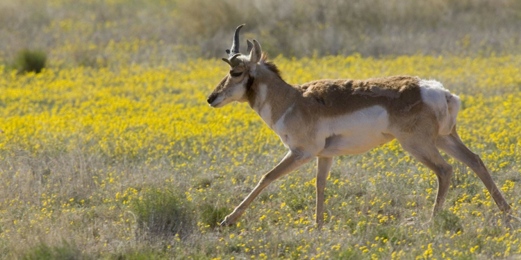 Comité insta a Estados Unidos y México a proteger el sitio del Patrimonio Mundial de la UNESCO de los daños causados por el muro fronterizo
