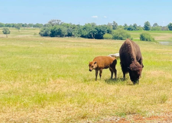 Nace cría de bisonte americano en el Bioparque Estrella de Nuevo León
