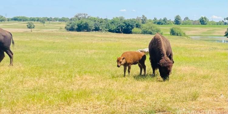 Nace cría de bisonte americano en el Bioparque Estrella de Nuevo León