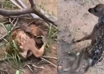 Nacen Dos Crías de Venado Cola Blanca en Cerro de El Bachoco en Hermosillo