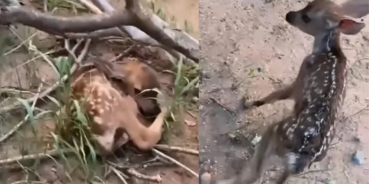 Nacen Dos Crías de Venado Cola Blanca en Cerro de El Bachoco en Hermosillo