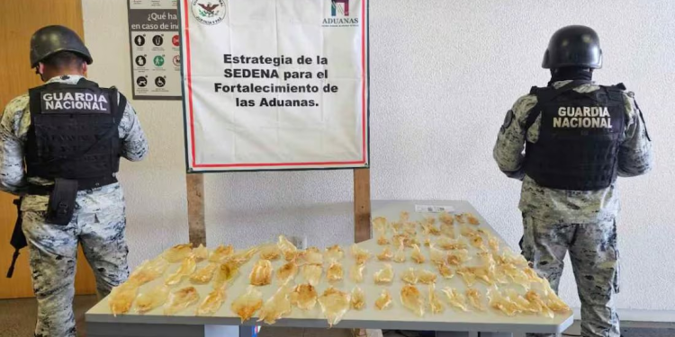 Aseguran 75 buches de totoaba en la aduana de Sonoyta, Sonora