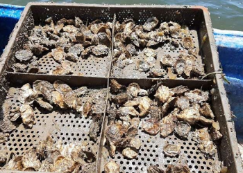 Una alianza para impulsar actividad ostrícola en Sonora