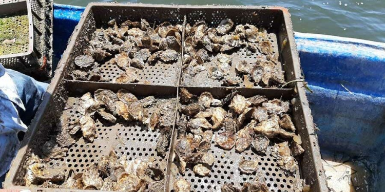 Una alianza para impulsar actividad ostrícola en Sonora