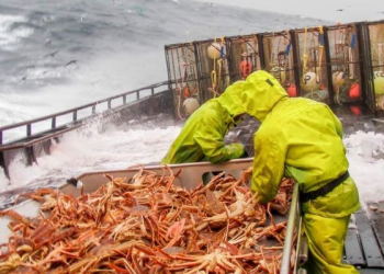 Desaparición masiva de cangrejos en el mar de Bering revela cambios drásticos en el ecosistema
