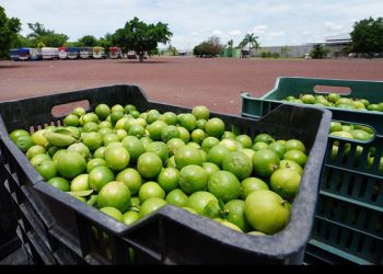 Michoacán: Productores de limón realizan paro indefinido en protesta por extorsiones