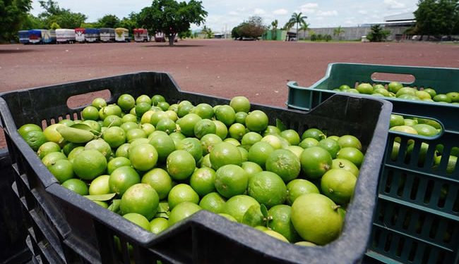 Michoacán: Productores de limón realizan paro indefinido en protesta por extorsiones