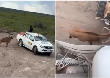 Sorprende borrego cimarrón agresivo a trabajadores en Sonora