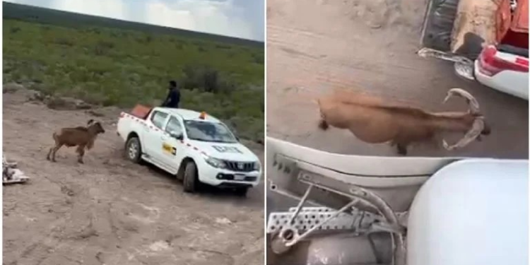 Sorprende borrego cimarrón agresivo a trabajadores en Sonora