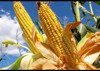 Aprueban en comisiones reforma para prohibir maíz transgénico