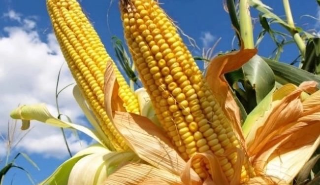Aprueban en comisiones reforma para prohibir maíz transgénico