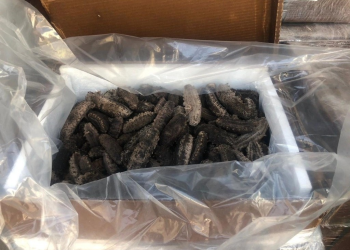 Incautan cargamento de pepino de mar en Baja California