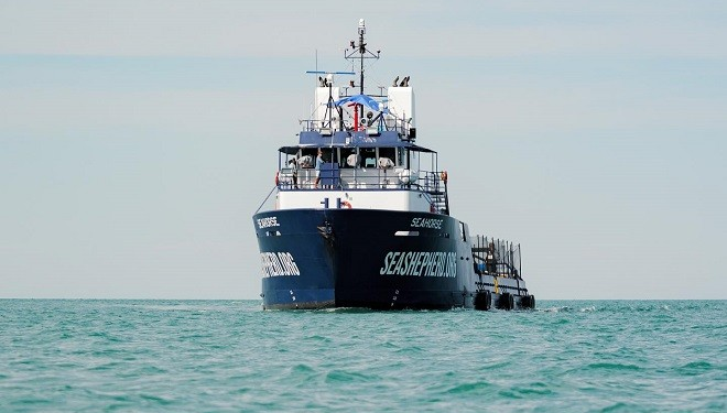 Sea Shepherd no realizará investigación sobre tortuga amarilla en México