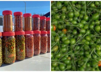 Este chile es el más caro de México; se cosecha en los altos de Sonora y Sinaloa