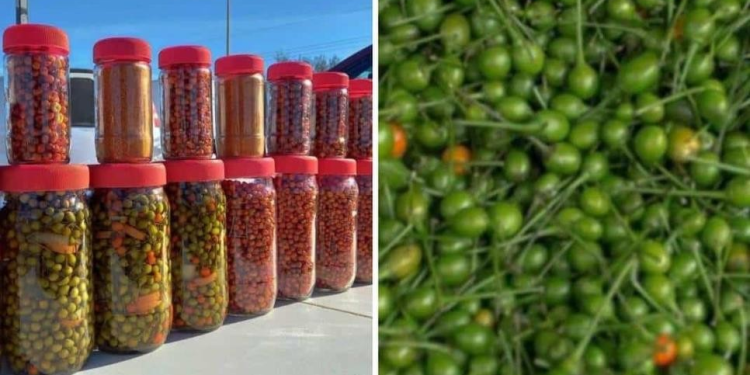 Este chile es el más caro de México; se cosecha en los altos de Sonora y Sinaloa