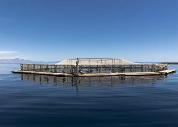 Un viaje a la casa de la totoaba, un pez mexicano único en peligro de extinción