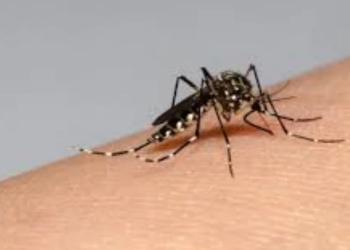 Acumula Sonora seis semanas sin casos positivos de dengue