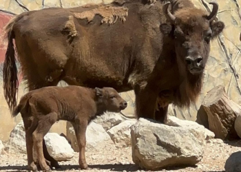 Nace una hembra de bisonte europeo en el Centro de Conservación Zoobotánico de Jerez