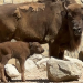 Nace una hembra de bisonte europeo en el Centro de Conservación Zoobotánico de Jerez
