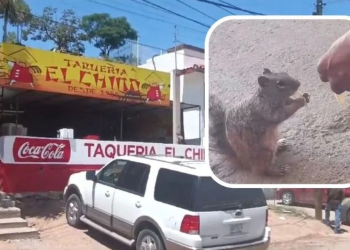 “Los clientes les compran tacos, tortillas…”, así sobreviven ardillas en Nogales