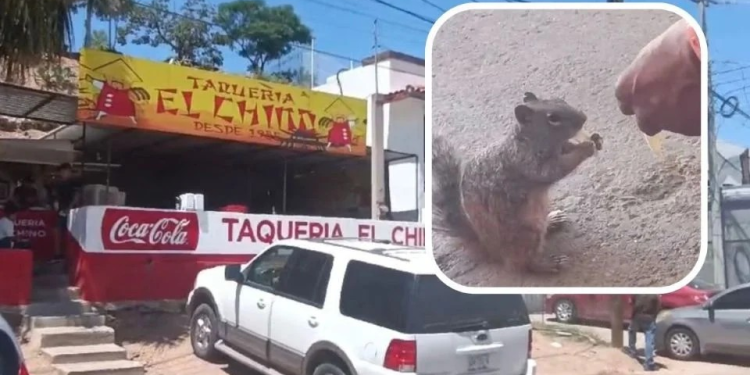 “Los clientes les compran tacos, tortillas…”, así sobreviven ardillas en Nogales
