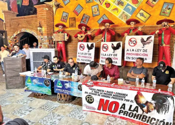 Defienden las peleas de gallos en Sonora; luchan contra leyes de protección animal