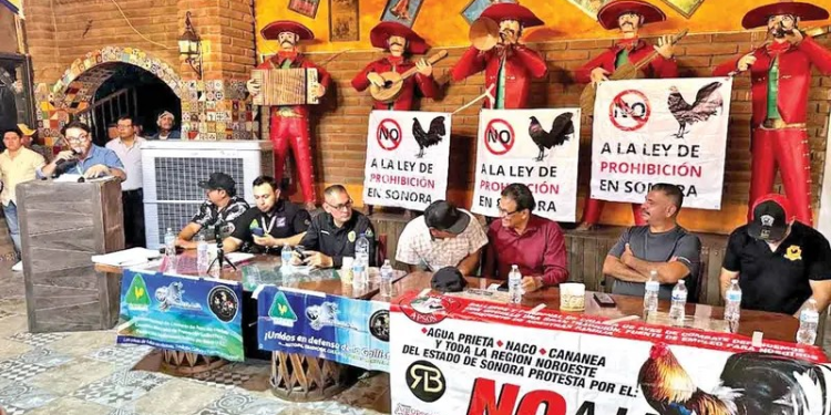 Defienden las peleas de gallos en Sonora; luchan contra leyes de protección animal