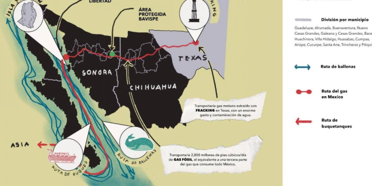 Megaproyecto de Gas amenaza vida marina en aguas del Golfo de California