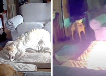 Perrito provoca incendio por jugar con el cable de una batería de litio portátil