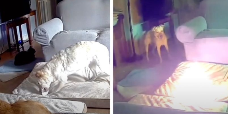 Perrito provoca incendio por jugar con el cable de una batería de litio portátil