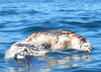 Red fantasma provoca la muerte de lobo marino y tortuga en la bahía de La Paz
