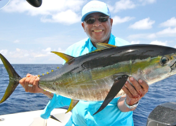 Atún aleta amarilla, uno de los peces más rápidos del océano y objetivo codiciado para pescadores