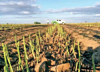 Revelan muerte de 74 vaqueros en la zona fronteriza de Sonora