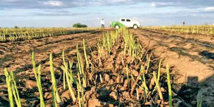 Revelan muerte de 74 vaqueros en la zona fronteriza de Sonora