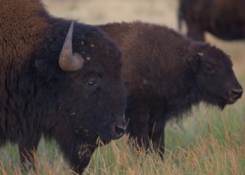 La Conanp fortalece los esfuerzos de colaboración con Estados Unidos y Canadá para conservar al bisonte americano